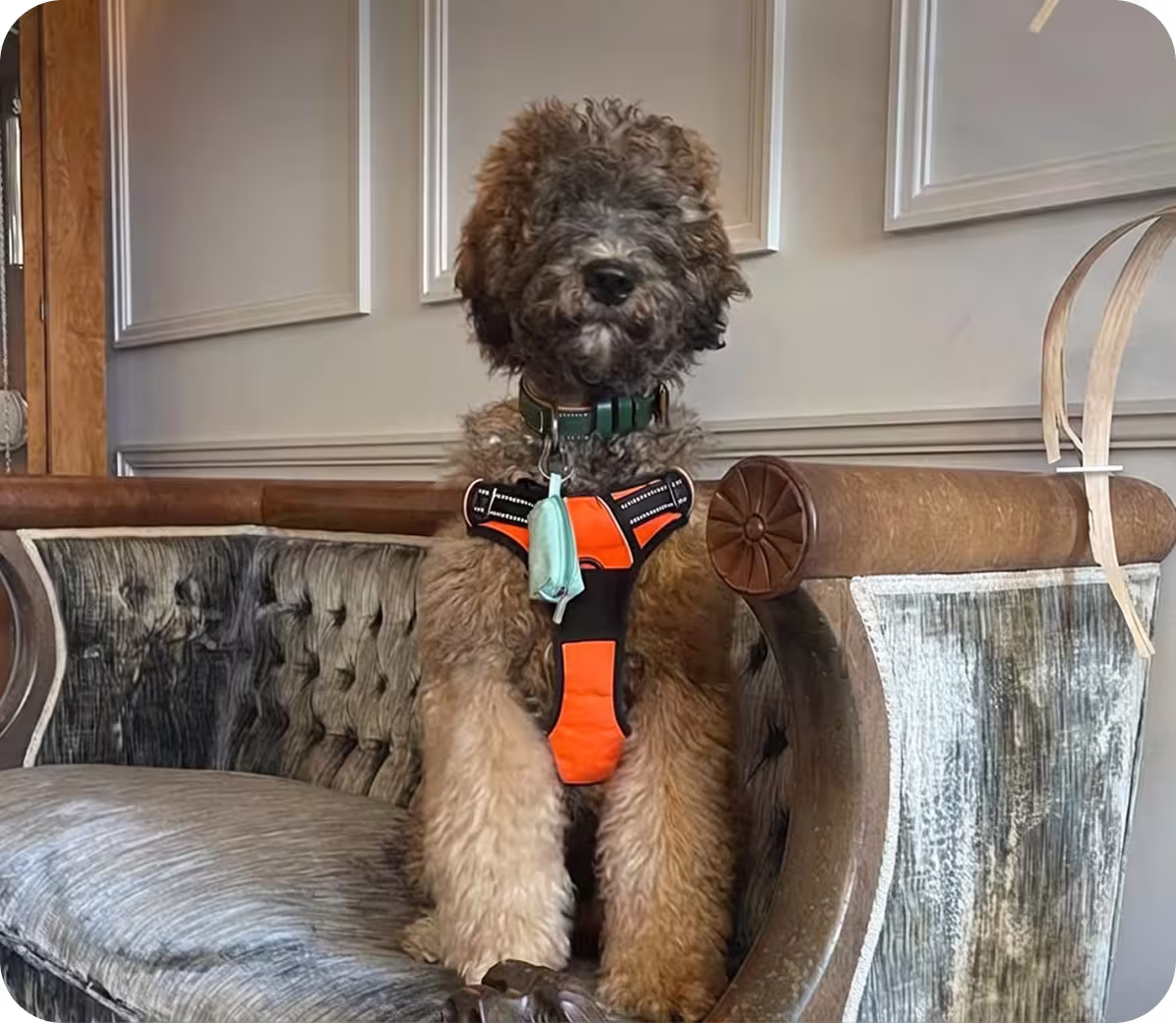 Diesel Our Labradoodle comfort dog
